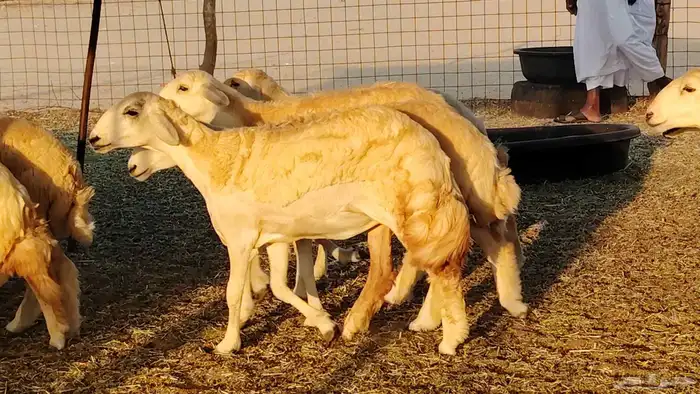 رخال مقاني صنف نخبه العدد 81 بالفحل رخال نخبه 16