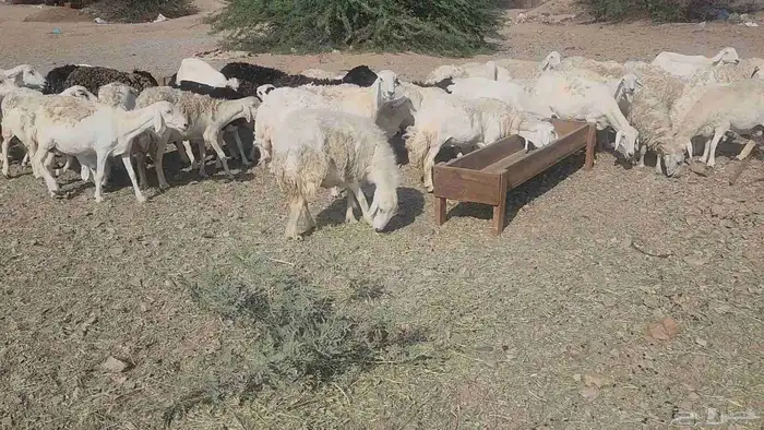 ضان مقاني بفحلها 15