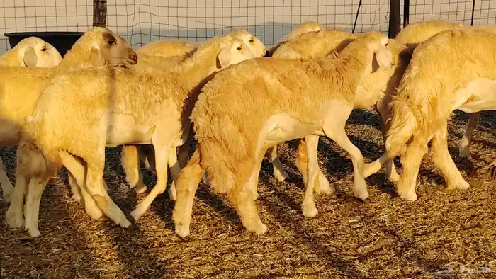 رخال مقاني صنف نخبه العدد 81 بالفحل رخال نخبه 18