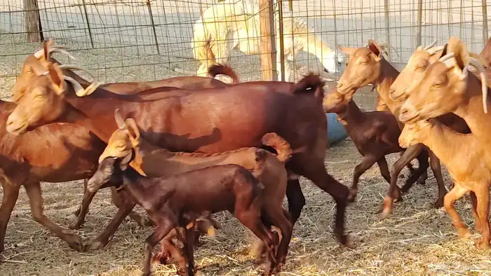 معزا محايلي خلفات 16 تحتها 16 معزا صنف 12