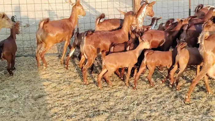 معزا محايلي خلفات 16 تحتها 16 معزا صنف 24