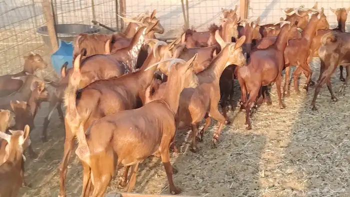 معزا محايلي خلفات 16 تحتها 16 معزا صنف 17