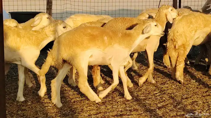 رخال مقاني صنف نخبه العدد 81 بالفحل رخال نخبه 8