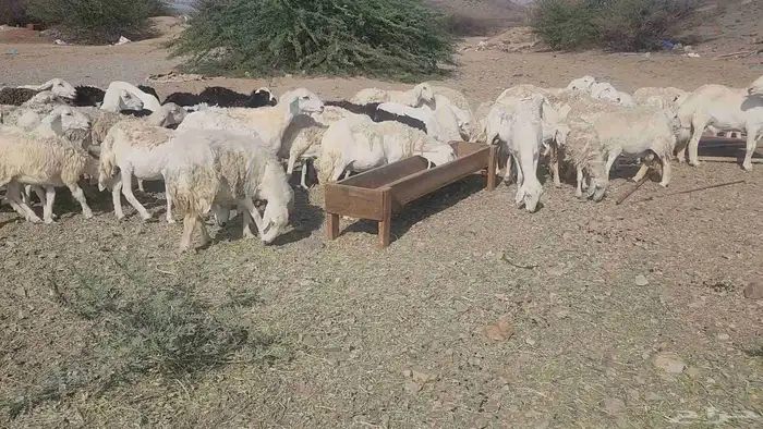 ضان مقاني بفحلها 13