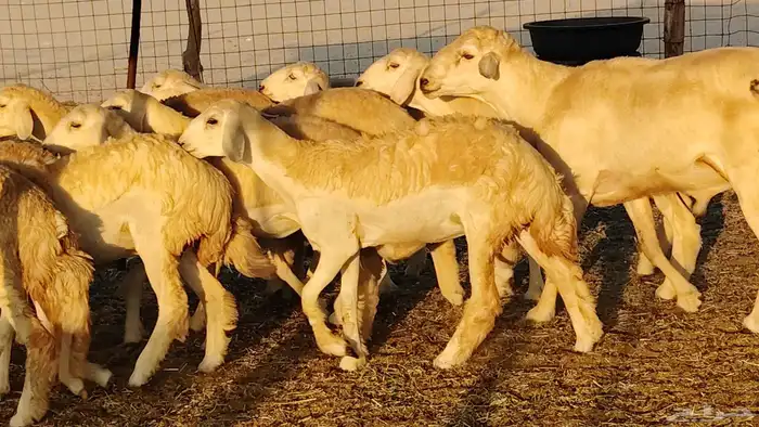 رخال مقاني صنف نخبه العدد 81 بالفحل رخال نخبه 5