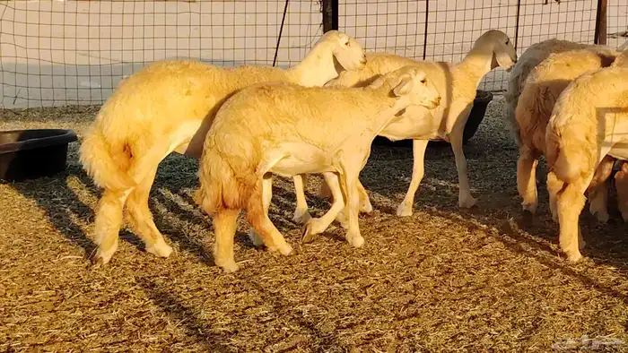 رخال مقاني صنف نخبه العدد 81 بالفحل رخال نخبه 26