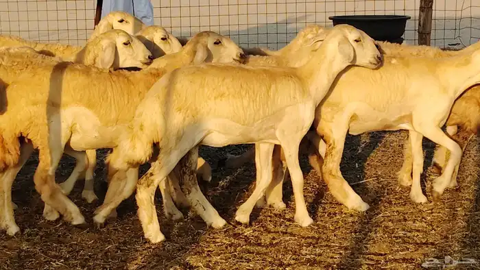 رخال مقاني صنف نخبه العدد 81 بالفحل رخال نخبه 3