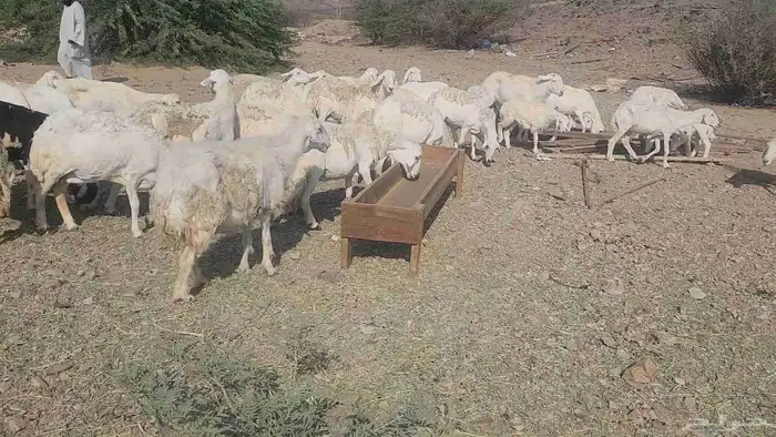 ضان مقاني بفحلها 7