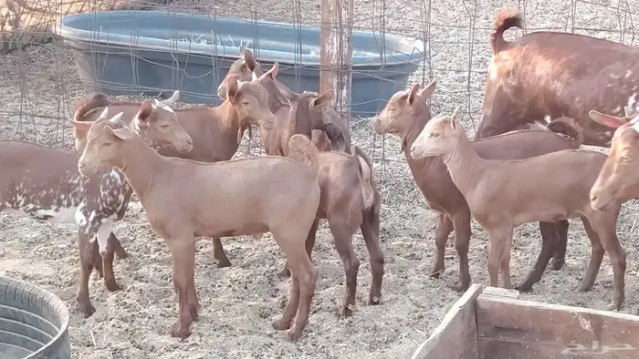 معزا محايلي خلفات 16 تحتها 16 معزا صنف 15