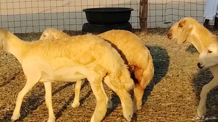 رخال مقاني صنف نخبه العدد 81 بالفحل رخال نخبه 34