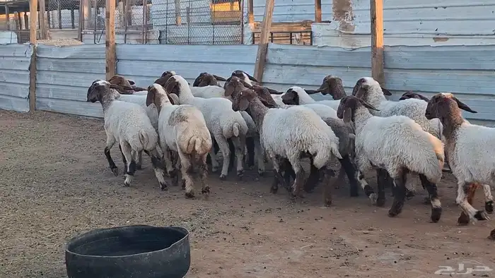 ذبايح نعيم 1350 2