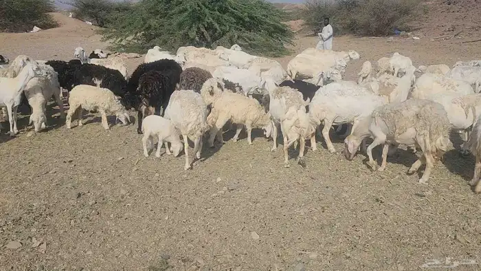 ضان مقاني بفحلها 5