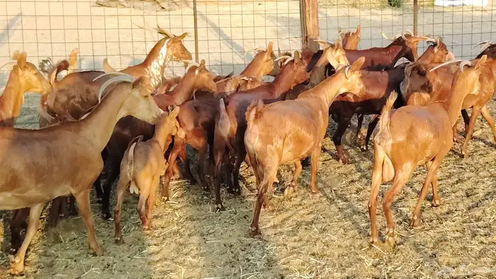 معزا محايلي خلفات 16 تحتها 16 معزا صنف 21