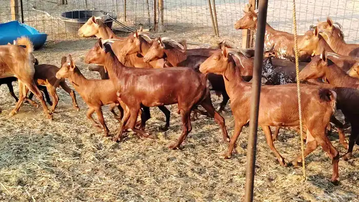 معزا محايلي خلفات 16 تحتها 16 معزا صنف 2