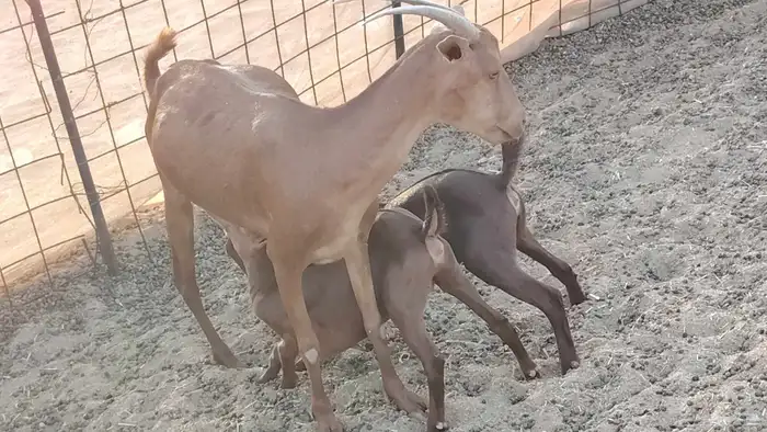 معزا محايلي خلفات 16 تحتها 16 معزا صنف 8