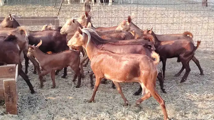 معزا محايلي خلفات 16 تحتها 16 معزا صنف 20