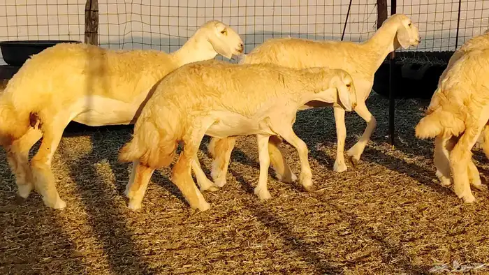 رخال مقاني صنف نخبه العدد 81 بالفحل رخال نخبه 23