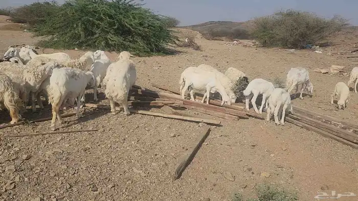 ضان مقاني بفحلها 9