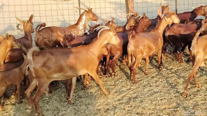 معزا محايلي خلفات 16 تحتها 16 معزا صنف 22