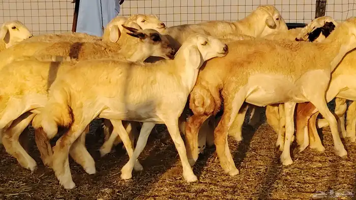 رخال مقاني صنف نخبه العدد 81 بالفحل رخال نخبه 13