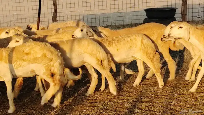 رخال مقاني صنف نخبه العدد 81 بالفحل رخال نخبه 9