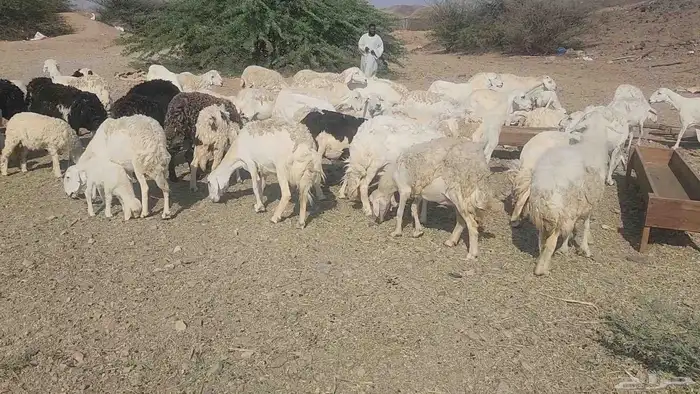 ضان مقاني بفحلها 4