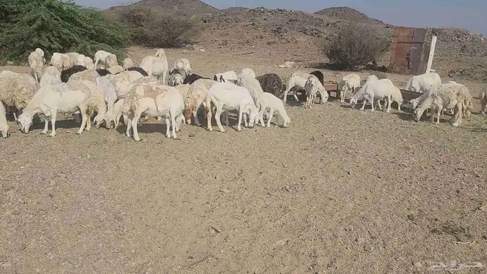 ضان مقاني بفحلها 2