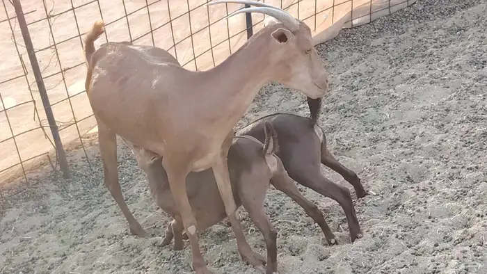 معزا محايلي خلفات 16 تحتها 16 معزا صنف 7