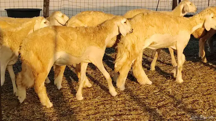 رخال مقاني صنف نخبه العدد 81 بالفحل رخال نخبه 33