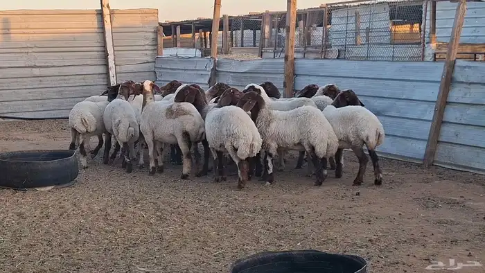 ذبايح نعيم 1350 0