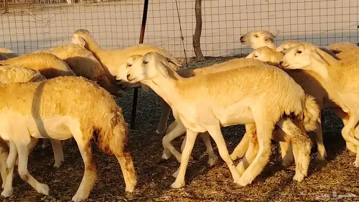 رخال مقاني صنف نخبه العدد 81 بالفحل رخال نخبه 21