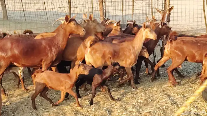 معزا محايلي خلفات 16 تحتها 16 معزا صنف 9