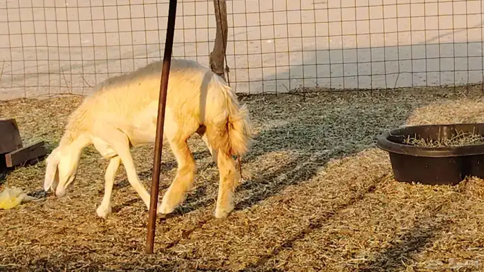 رخال مقاني صنف نخبه العدد 81 بالفحل رخال نخبه 37