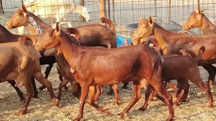 معزا محايلي خلفات 16 تحتها 16 معزا صنف 11