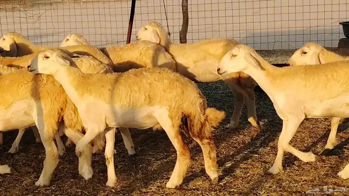 رخال مقاني صنف نخبه العدد 81 بالفحل رخال نخبه 17