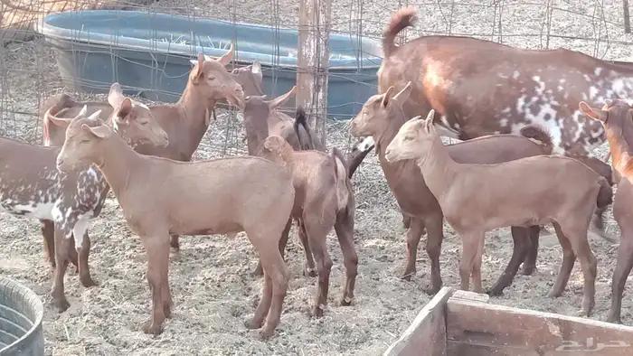 معزا محايلي خلفات 16 تحتها 16 معزا صنف 13