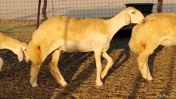 رخال مقاني صنف نخبه العدد 81 بالفحل رخال نخبه 11