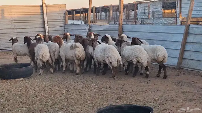 ذبايح نعيم 1350 1