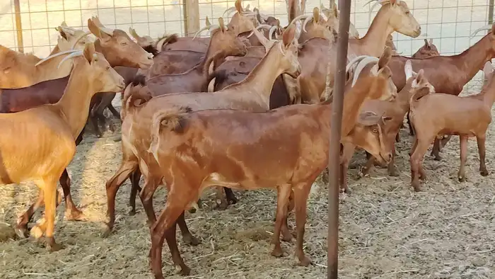 معزا محايلي خلفات 16 تحتها 16 معزا صنف 5