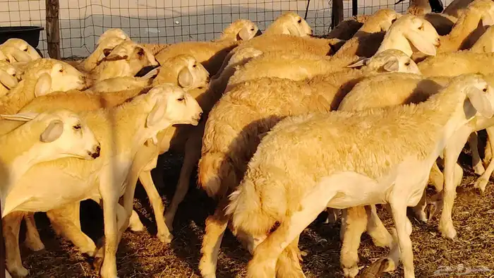 رخال مقاني صنف نخبه العدد 81 بالفحل رخال نخبه 36