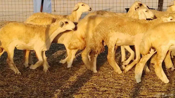 رخال مقاني صنف نخبه العدد 81 بالفحل رخال نخبه 14