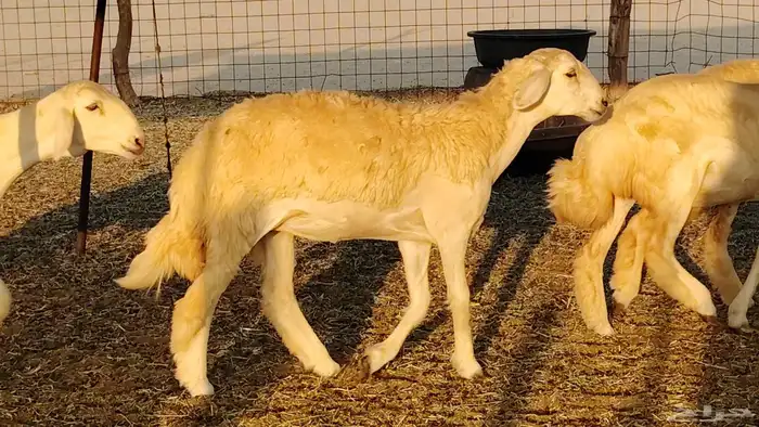 رخال مقاني صنف نخبه العدد 81 بالفحل رخال نخبه 0