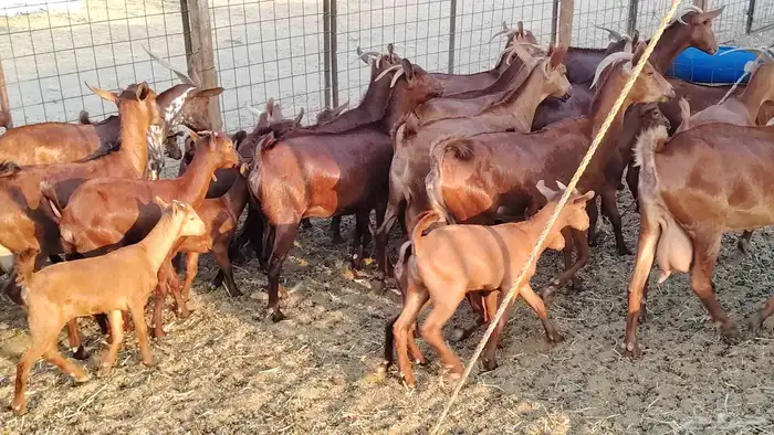 معزا محايلي خلفات 16 تحتها 16 معزا صنف 23