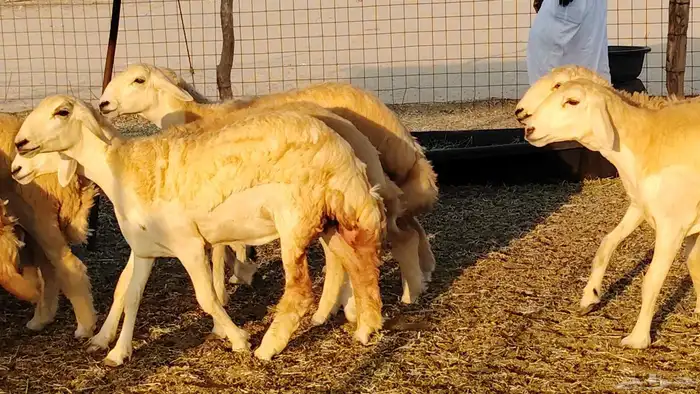 رخال مقاني صنف نخبه العدد 81 بالفحل رخال نخبه 19