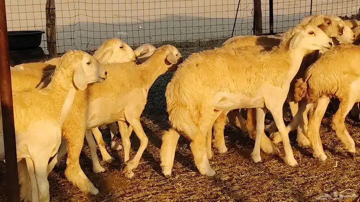 رخال مقاني صنف نخبه العدد 81 بالفحل رخال نخبه 1