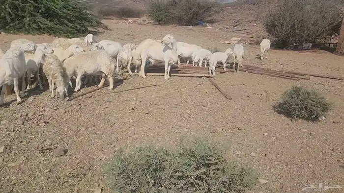 ضان مقاني بفحلها 14