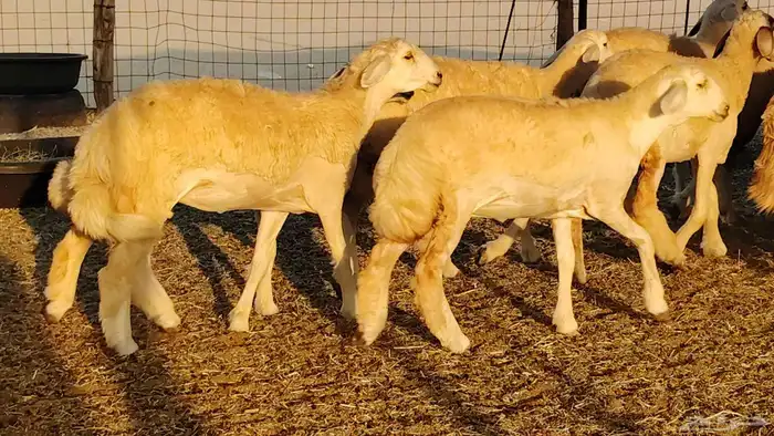 رخال مقاني صنف نخبه العدد 81 بالفحل رخال نخبه 28