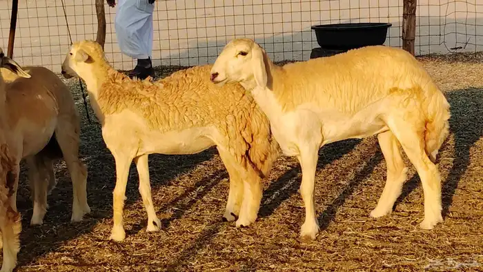 رخال مقاني صنف نخبه العدد 81 بالفحل رخال نخبه 2