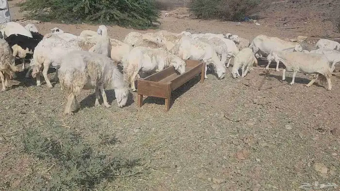 ضان مقاني بفحلها 6