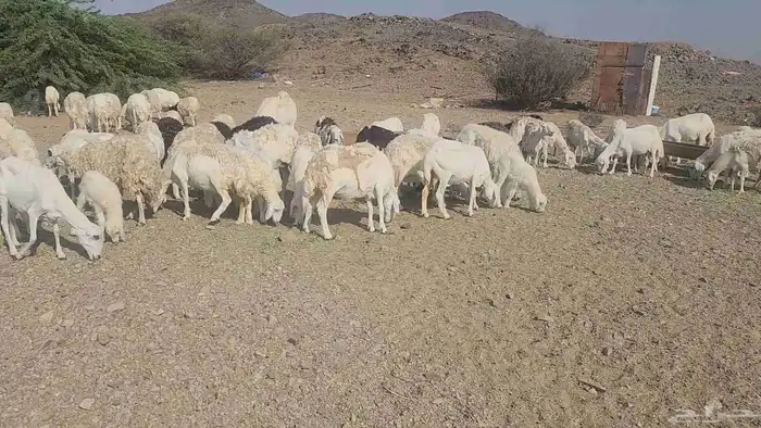 ضان مقاني بفحلها 3